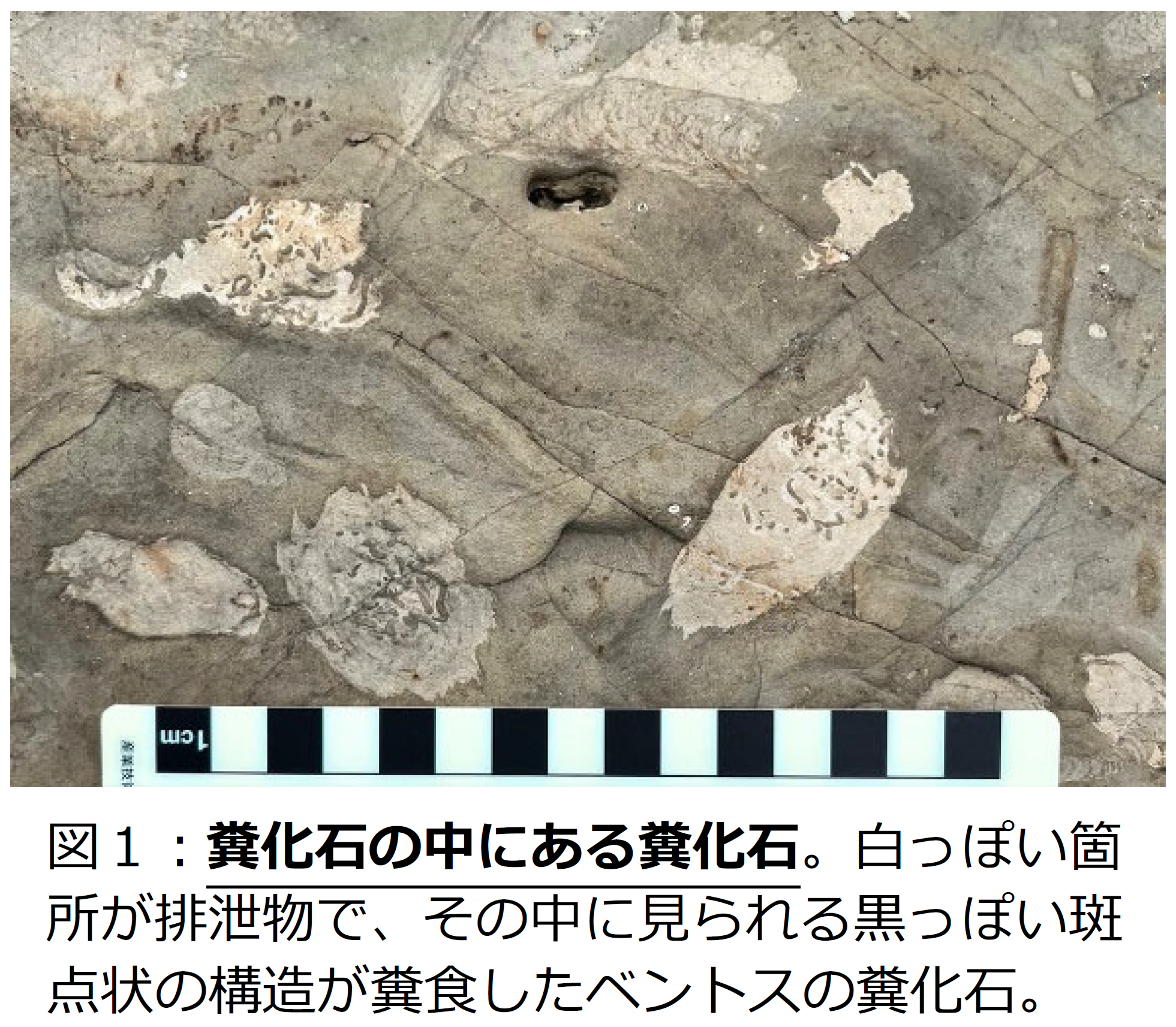 駿台 化学パート1、2 前期 蒲谷先生伊達先生 SA 理論分野
