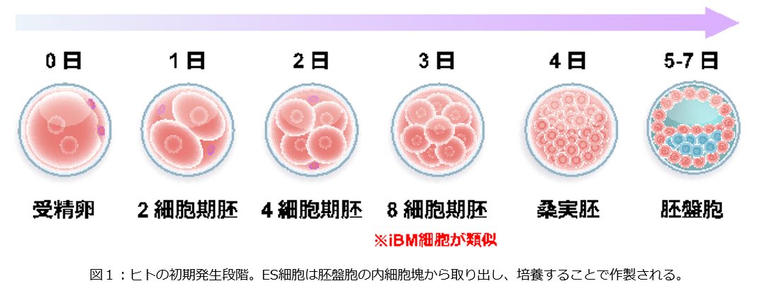 　強制受精　２次 