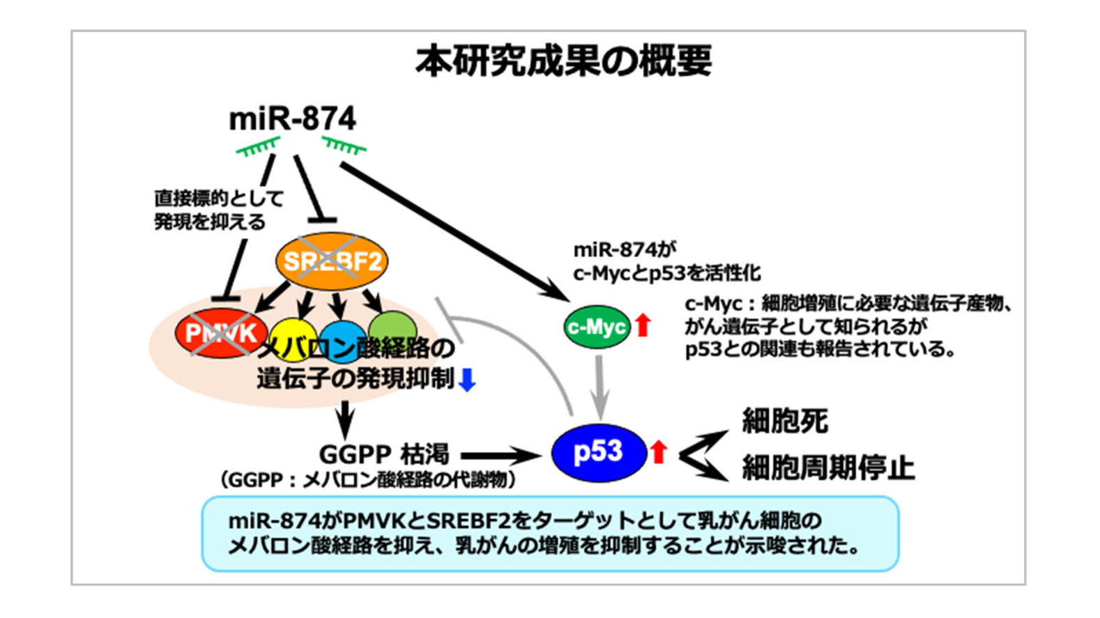 癌遺伝子と臨床 わたしの「癌遺伝子・アポト-シス・テロメア