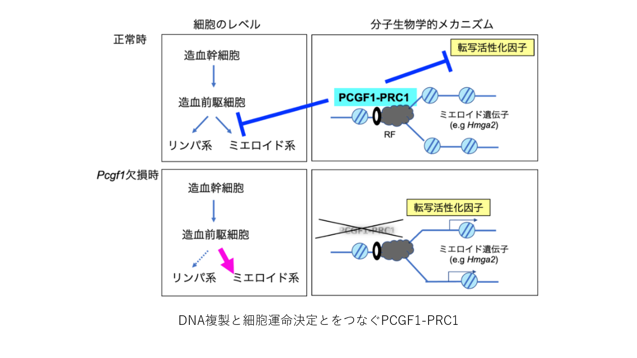 共同リリース】DNA複製と細胞運命決定をつなぐもの－複製