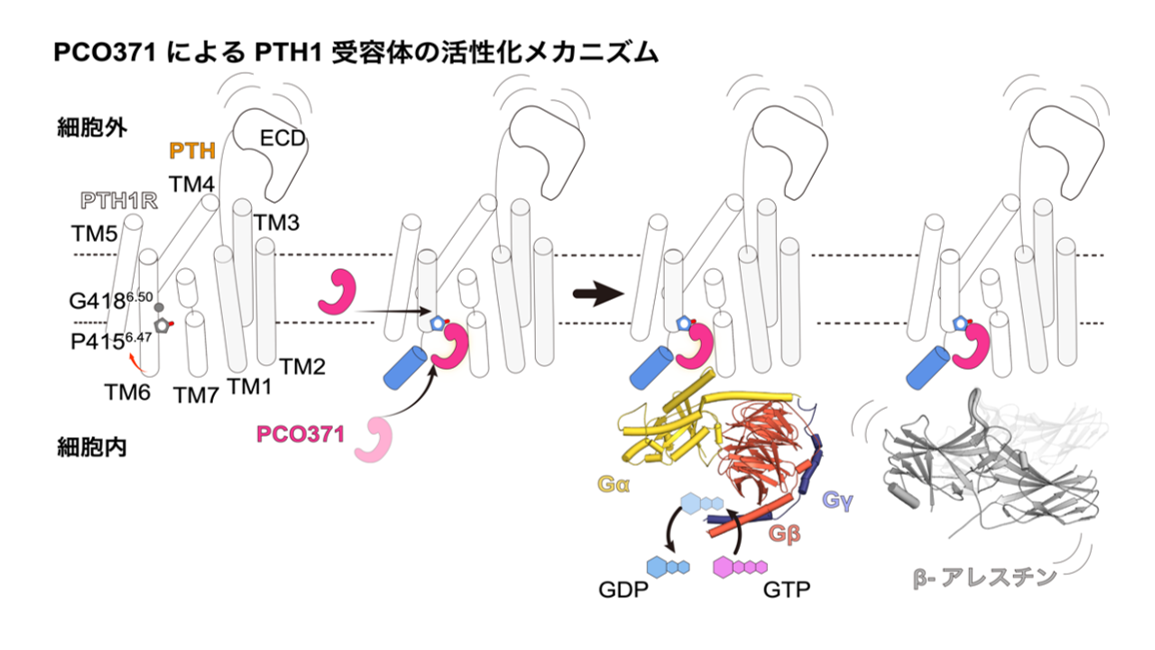 共同リリース】GPCR作動薬による新規の受容体活性化機構を解明