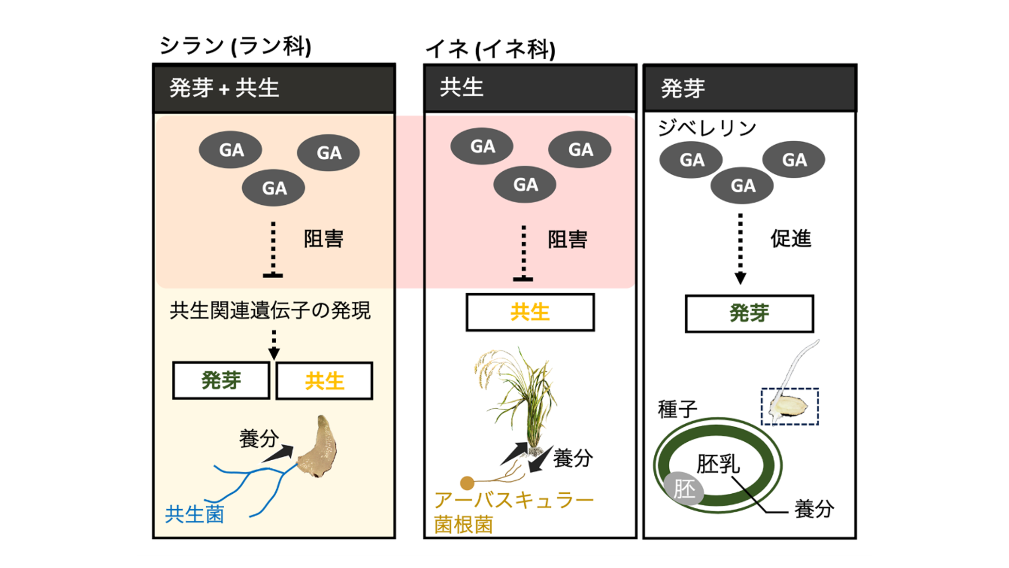 共同リリース】共生菌に栄養を依存するラン（蘭）の発芽
