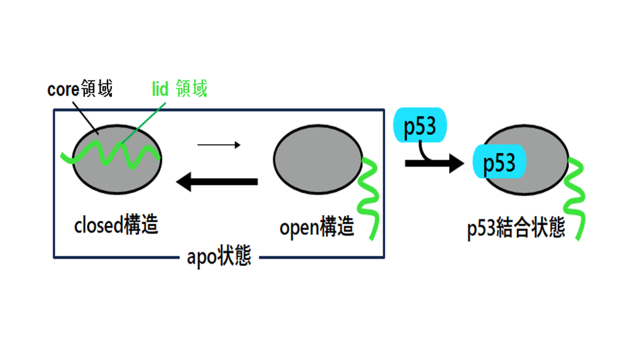 i>K</i>中間⼦と陽⼦が織りなす⾵変わりなバリオンを測定<br>―Λ