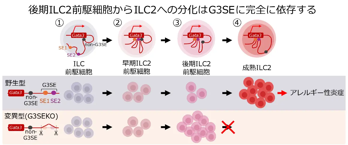 新作ウエア 2型自然免疫細胞(ILC2)の新規分化メカニズムを解明～難治性 医学一般