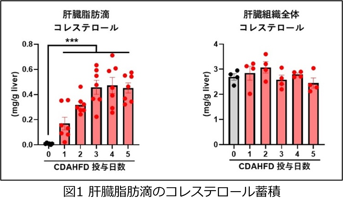 肝脂肪滴中のコレステロールが脂肪肝の進行を引き起こす鍵を握る