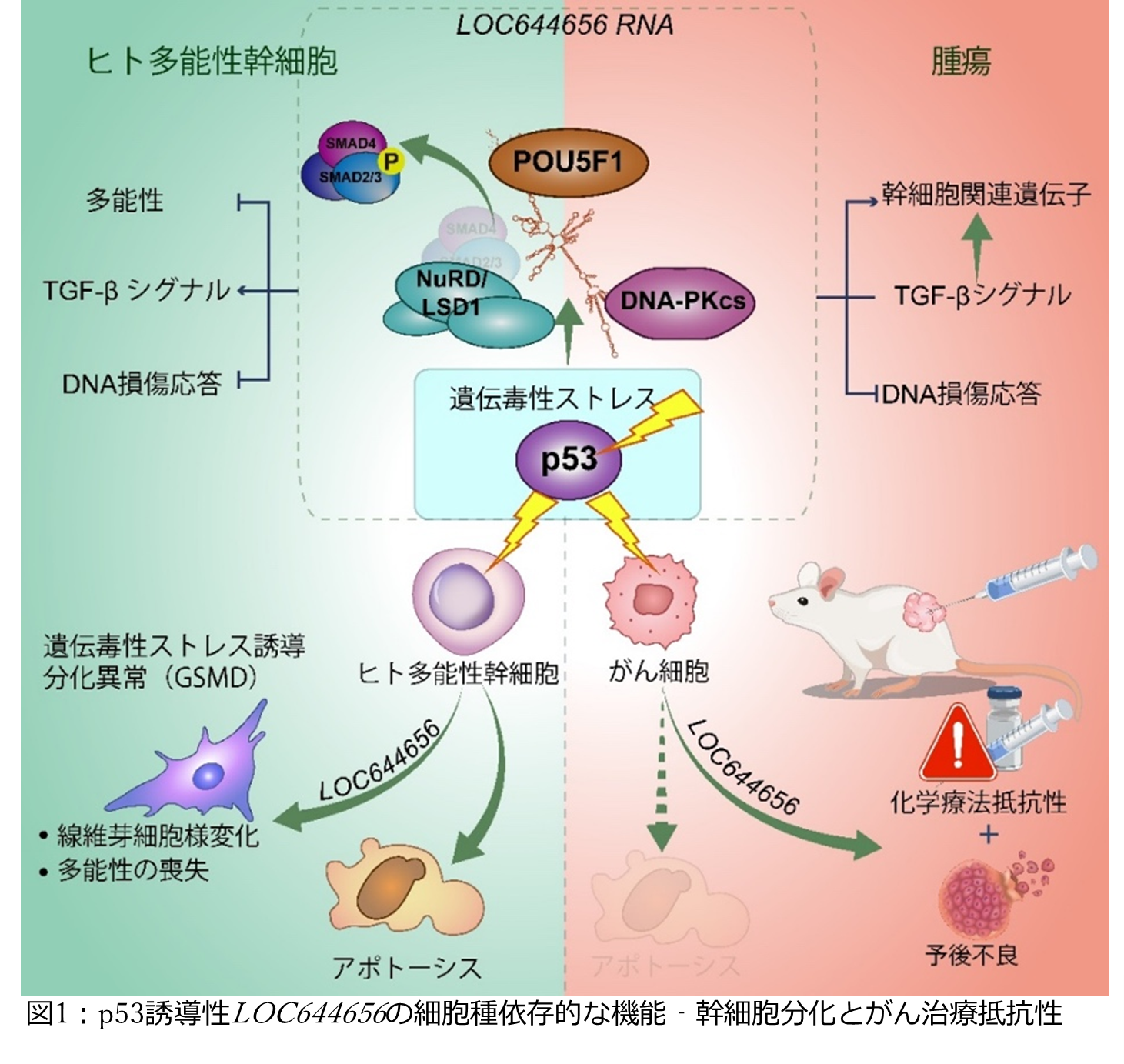 幹細胞の「自衛反応」に新発見 ～がん治療にもつながる可能性