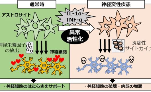 図1. 脳内におけるアストロサイトのはたらき